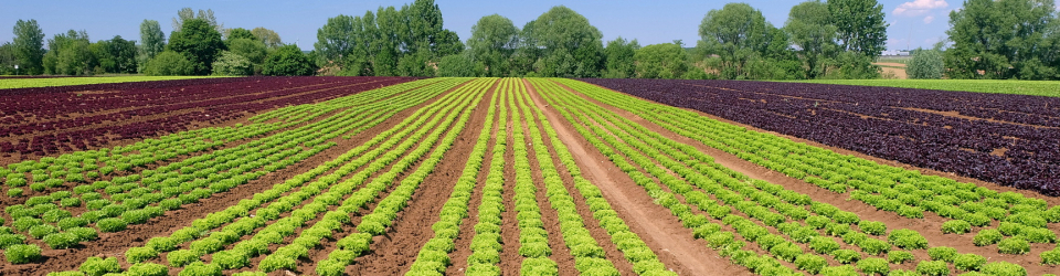Curso Online Preparacion del Terreno para Instalacion de Infraestructuras, Siembra y Plantacion de Cultivos Herbaceos