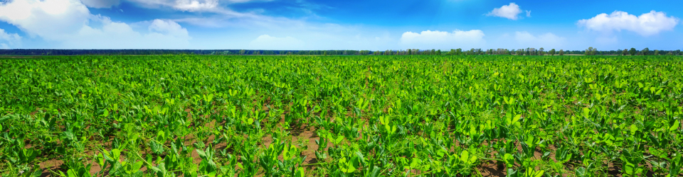 Curso Online Preparacion del Terreno para Instalacion de Infraestructuras y Plantacion de Frutales