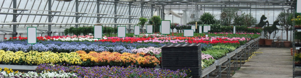 Curso Online Siembra y Trasplante de Cultivos Horticolas y Flor Cortada