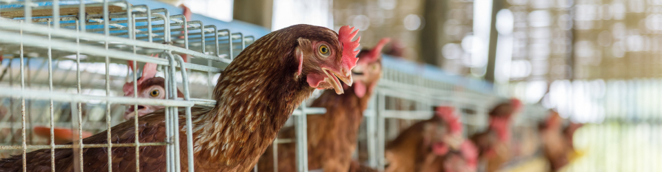 Proceso de Fecundacion y Operaciones de Recepcion y Manejo de Aves y Huevos