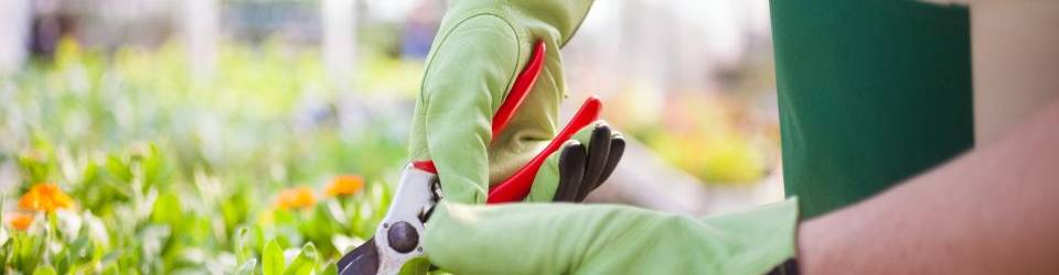 Curso Mantenimiento y Mejora de Elementos Vegetales (A Distancia)