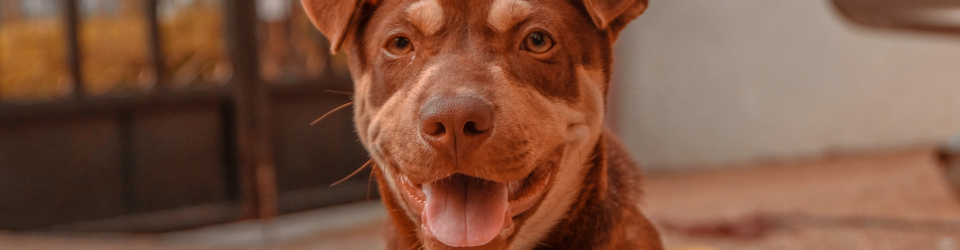 Curso Online Operaciones Basicas de Control Sanitario de Animales