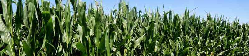 Curso Operaciones Auxiliares de Riego en Cultivos Agricolas (A Distancia)