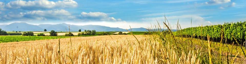 Curso Operaciones Auxiliares de Abonado y Aplicacion de Tratamientos en Cultivos Agricolas (A Distancia)