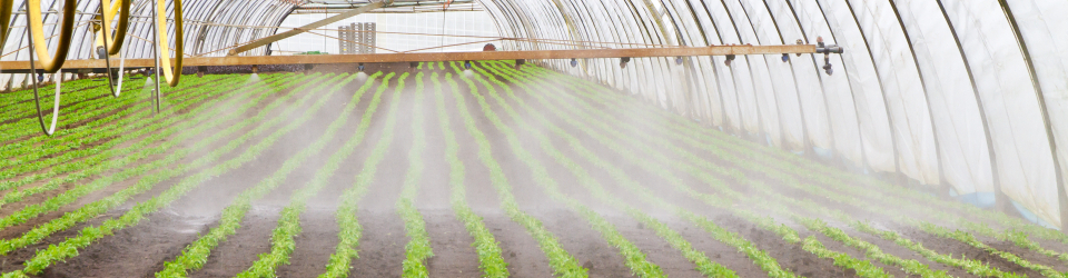 Curso Online Prevencion del Estado Sanitario de Cultivos Ecologicos y Aplicacion de Productos