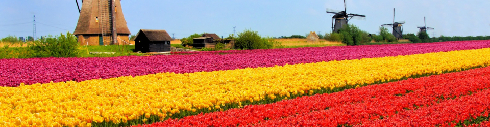 Curso Online Establecimiento de la Imagen Corporativa de una Floristeria