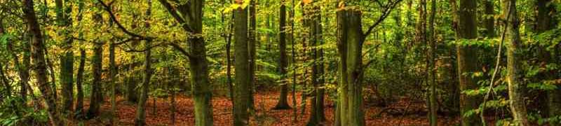 Curso Implantacion de Especies Forestales (A Distancia)