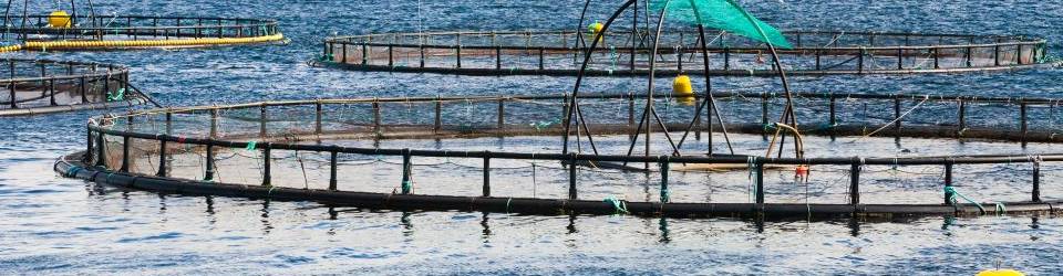 Planificación de la Prevención en los Procesos de Engorde de Especies Acuícolas (A Distancia)