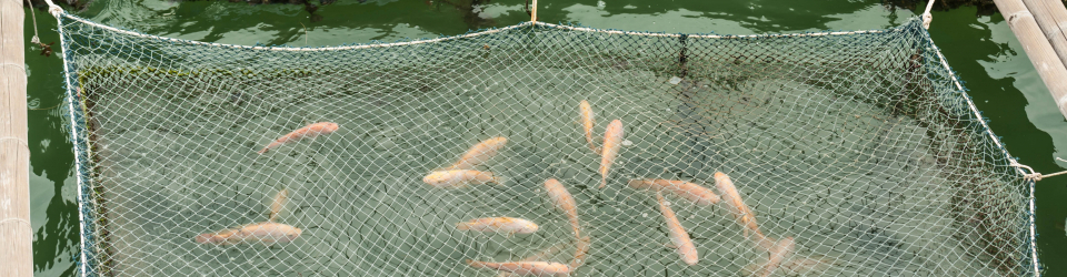 Curso Online Planificacion de la Prevencion en los Procesos de Engorde de Especies Acuicolas