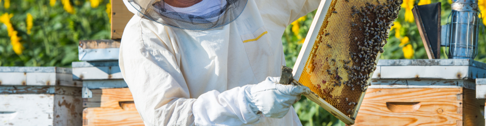 Curso Online Actividades Sanitarias en las Colmenas