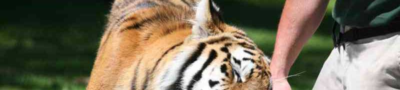 Enriquecimiento Ambiental en Animales Salvajes