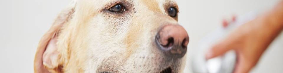 Curso Determinacion de las Aptitudes del Perro para su Adiestramiento en la Deteccion de Sustancias Olorosas (A Distancia)