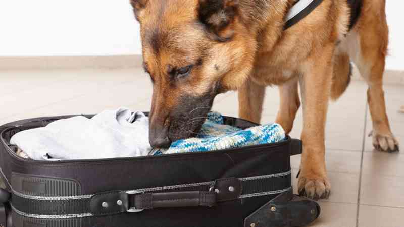 Asociación del Olor de Sustancias para su Detección (Activa-Pasiva) por el Perro