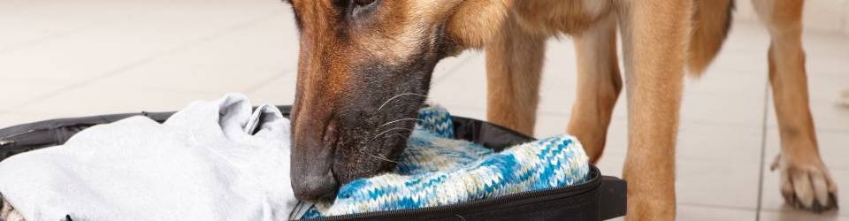 Postgrado de Vigilante de Seguridad con Unidad Canina + Titulacion Universitaria