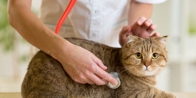 Curso de Oncologia Veterinaria Curso de Oncologia Veterinaria