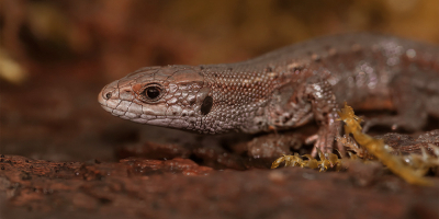 Curso de Herpetologia Curso de Herpetologia