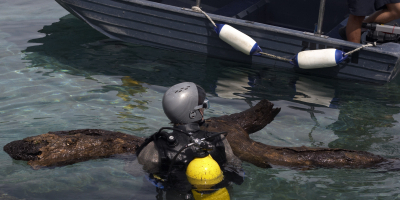 Curso Práctico de Iniciación al Buceo + Salud Deportiva (Doble Titulación con 4 Créditos ECTS) Curso Práctico de Iniciación al Buceo + Salud Deportiva (Doble Titulación con 4 Créditos ECTS)