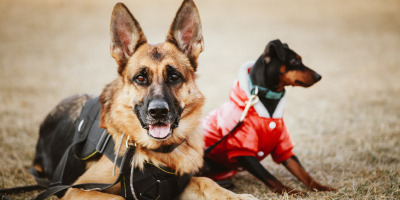 Especialista en Inteligencia Emocional aplicada al Adiestramiento Canino Especialista en Inteligencia Emocional aplicada al Adiestramiento Canino