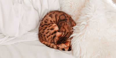 Especialista en Nutricion y Alimentacion Felina Especialista en Nutricion y Alimentacion Felina