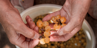 Curso Online de Viticultura, Enología y Cata: Práctico Curso Online de Viticultura, Enología y Cata: Práctico