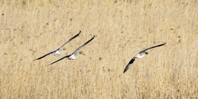 Postgrado en Operaciones de Control, Fecundación y Recepción de Aves y Huevos Postgrado en Operaciones de Control, Fecundación y Recepción de Aves y Huevos