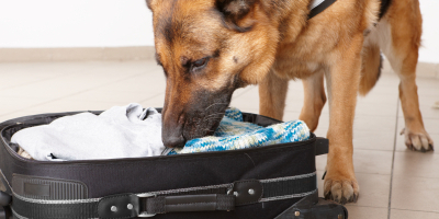 Postgrado en Terapia Asistida con Perros para Colectivos de Especial Vulnerabilidad + Titulación Universitaria Postgrado en Terapia Asistida con Perros para Colectivos de Especial Vulnerabilidad + Titulación Universitaria