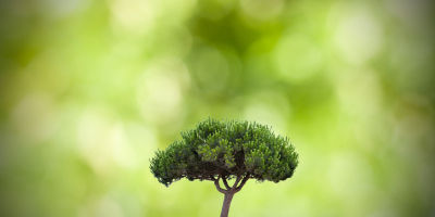 Especialista en Gestión de Aprovechamientos en Medios Forestales Especialista en Gestión de Aprovechamientos en Medios Forestales
