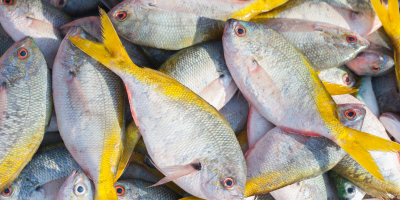 Manipulador de Alimentos de Alto Riesgo. Comercio Detallista. Especialidad en Charcuteria y Pescaderia Manipulador de Alimentos de Alto Riesgo. Comercio Detallista. Especialidad en Charcuteria y Pescaderia