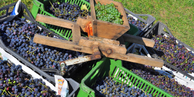 Master en Plantación de Frutales y Operaciones Culturales + Titulación Universitaria Master en Plantación de Frutales y Operaciones Culturales + Titulación Universitaria
