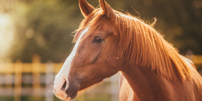Master en Fisioterapia Equina e Hipoterapia Master en Fisioterapia Equina e Hipoterapia