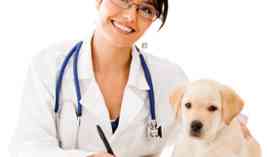 Master en Practica Clinica y Urgencias en Veterinaria Master en Practica Clinica y Urgencias en Veterinaria