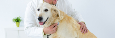 Master en Veterinaria: Práctica Clínica y Urgencias + 60 Créditos ECTS Master en Veterinaria: Práctica Clínica y Urgencias + 60 Créditos ECTS