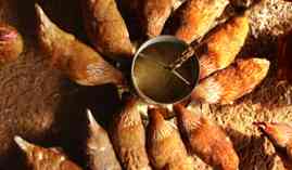 Curso Produccion de Aves para Reproduccion y Obtencion de Carnes y Huevos (A Distancia) Curso Produccion de Aves para Reproduccion y Obtencion de Carnes y Huevos (A Distancia)