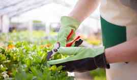 Curso Operaciones Basicas en Viveros y Centros de Jardineria (A Distancia) Curso Operaciones Basicas en Viveros y Centros de Jardineria (A Distancia)
