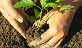 Curso Operaciones Basicas para el Mantenimiento de Jardines, Parques y Zonas Verdes (A Distancia) Curso Operaciones Basicas para el Mantenimiento de Jardines, Parques y Zonas Verdes (A Distancia)