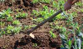 Curso Preparacion del Terreno, Siembra y Trasplante en Cultivos Herbaceos (A Distancia) Curso Preparacion del Terreno, Siembra y Trasplante en Cultivos Herbaceos (A Distancia)
