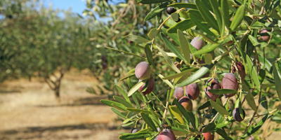 MF0527_2 Preparación del Terreno y Plantación de Frutales MF0527_2 Preparación del Terreno y Plantación de Frutales