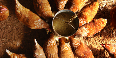 MF1497_3 Gestión de los procesos de producción de aves y de huevos MF1497_3 Gestión de los procesos de producción de aves y de huevos