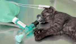 Curso Consulta clinica veterinaria (A Distancia) Curso Consulta clinica veterinaria (A Distancia)