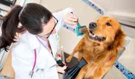 Curso Hospitalizacion de Animales (A Distancia) Curso Hospitalizacion de Animales (A Distancia)