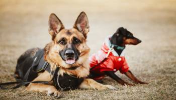 Curso Adiestramiento de Perros para Defensa y Vigilancia (A Distancia) Curso Adiestramiento de Perros para Defensa y Vigilancia (A Distancia)
