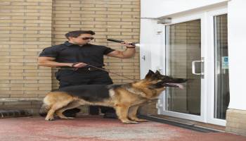 Curso Adiestramiento de Perros para Deteccion, Busqueda, Salvamento y Rescate de Victimas (A Distancia) Curso Adiestramiento de Perros para Deteccion, Busqueda, Salvamento y Rescate de Victimas (A Distancia)