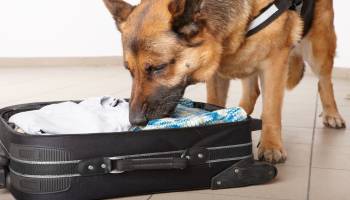 Curso Busqueda y Deteccion de Sustancias Olorosas con Perros (A Distancia) Curso Busqueda y Deteccion de Sustancias Olorosas con Perros (A Distancia)
