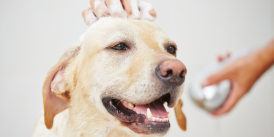 Curso Online Busqueda y Deteccion de Sustancias Olorosas con Perros Curso Online Busqueda y Deteccion de Sustancias Olorosas con Perros