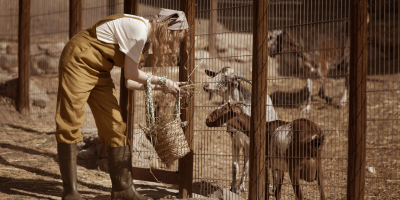 Curso Online Mantenimiento de Instalaciones y Recintos de Animales Salvajes Curso Online Mantenimiento de Instalaciones y Recintos de Animales Salvajes