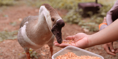 Curso Online Alimentacion de Animales Salvajes Curso Online Alimentacion de Animales Salvajes