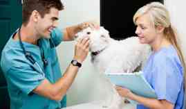 Postgrado en Dietetica, Nutricion y Homeopatia Veterinaria + Titulacion Universitaria Postgrado en Dietetica, Nutricion y Homeopatia Veterinaria + Titulacion Universitaria