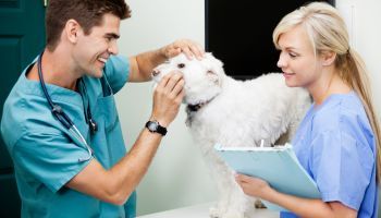 Especialista en Gestion y Direccion de Criaderos y Protectoras de Animales Especialista en Gestion y Direccion de Criaderos y Protectoras de Animales
