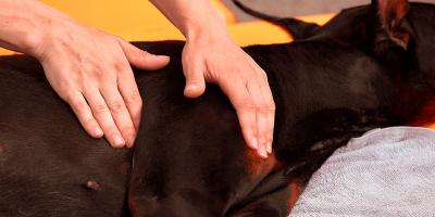 Curso de Rehabilitacion Veterinaria Curso de Rehabilitacion Veterinaria