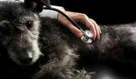 Master en Homeopatia, Fisioterapia y Nutricion Veterinaria + Titulacion Universitaria Master en Homeopatia, Fisioterapia y Nutricion Veterinaria + Titulacion Universitaria